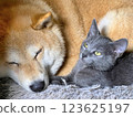 Shiba Inu puppy and his friend  kitten 123625197