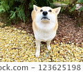 Shiba Inu puppy and his friend  kitten 123625198