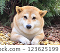 Shiba Inu puppy and his friend  kitten 123625199
