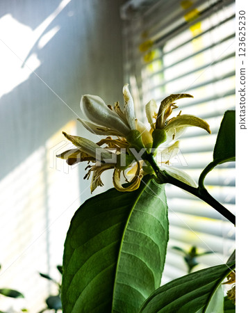 Lemon flowers, lemon blossom on tree among green leaves 123625230