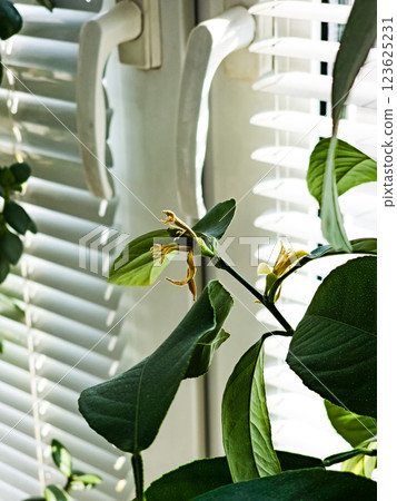 Lemon blossom on tree among green leaves 123625231