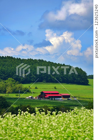 北海道山上的葡萄園和釀酒廠的壯麗景色 123625240