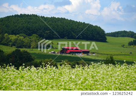 Spectacular views of vineyards and wineries on the hills of Hokkaido Spectacular views of vineyards and wineries on the hills of Hokkaido 123625242