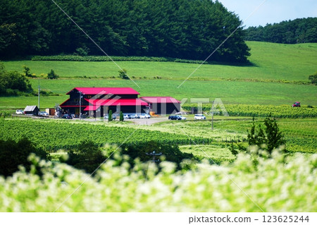 北海道山上的葡萄園和釀酒廠的壯麗景色 123625244