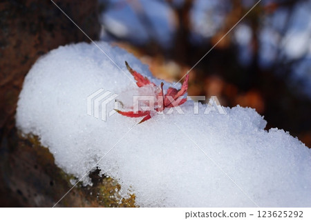 雪中落下的秋葉 雪中落下的秋葉 123625292