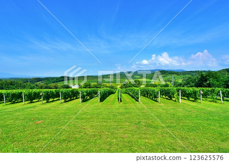 北海道三笠市的葡萄園 北海道三笠市的葡萄園 123625576