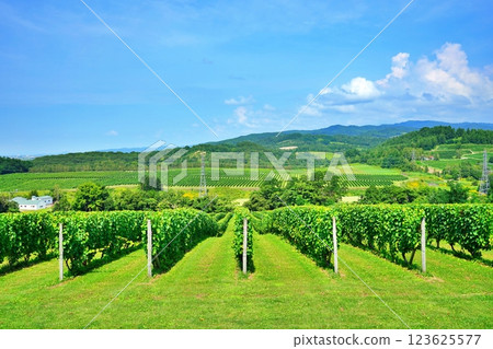 The vast vineyards of Mikasa City, Hokkaido 123625577
