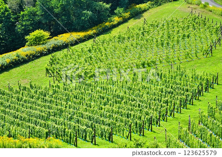 Vineyard 123625579