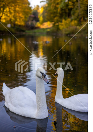 Two white swans gracefully swim in a calm lake, reflecting golden autumn trees. The peaceful scene captures the beauty of nature, with warm colors and soft ripples enhancing the serene atmosphere. 123625586