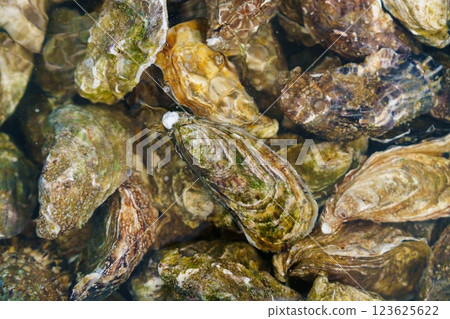 A Close-Up View of Fresh Oysters Piled on a Wet Wooden Table Displaying Natural Textures and Colors A Close-Up View of Fresh Oysters Piled on a Wet Wooden Table Displaying Natural Textures and Colors 123625622