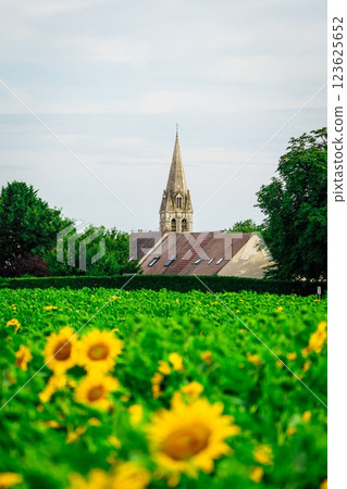 Rural French Countryside Church in the Distance Behind Sunflower Field Rural French Countryside Church in the Distance Behind Sunflower Field 123625652
