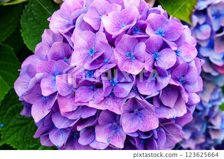 Close-up of a beautiful purple hydrangea flower in full bloom with a blurred background. Close-up of a beautiful purple hydrangea flower in full bloom with a blurred background. 123625664