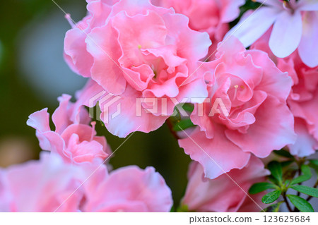 Azalea (Condisdee Kerchief)_6339 Azalea (Condisdee Kerchief)_6339 123625684