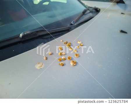 bird droppings on grey car bonnet bird droppings on grey car bonnet 123625784