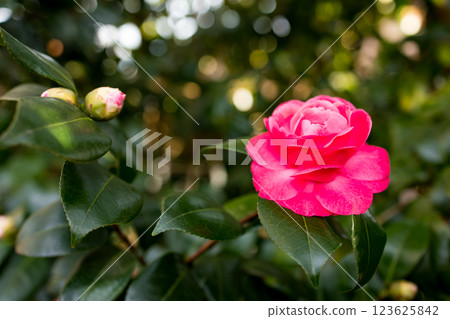 Vibrant pink camellia bloom in sunlit garden 123625842