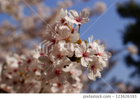 Cherry blossoms in full bloom shining in the blue sky Cherry blossoms in full bloom shining in the blue sky 123626393