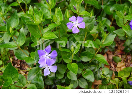 Periwinkle with purple flowers Periwinkle with purple flowers 123626394