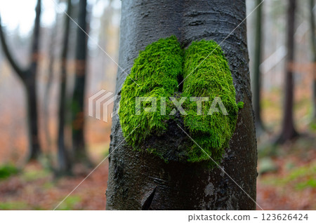 tree trunk with moss against a forest background on a blurred background tree trunk with moss against a forest background on a blurred background 123626424