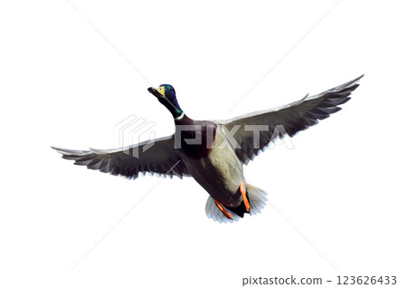 flying mallard isolated on white background 123626433