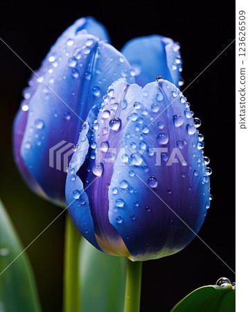 two purple-blue tulips macro with water drops on black background 123626509