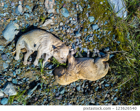 two dead puppies on the ground, high angle view 123626540