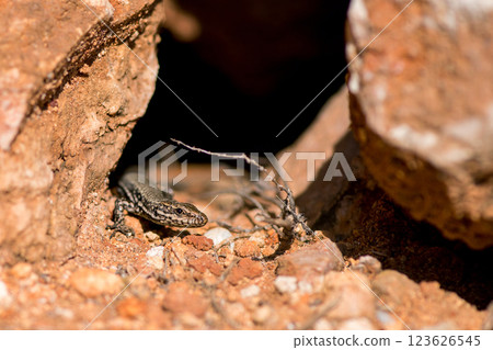 A moralis lizard sunbathing on the rocks. Selective focus. Copy space. A moralis lizard sunbathing on the rocks. Selective focus. Copy space. 123626545