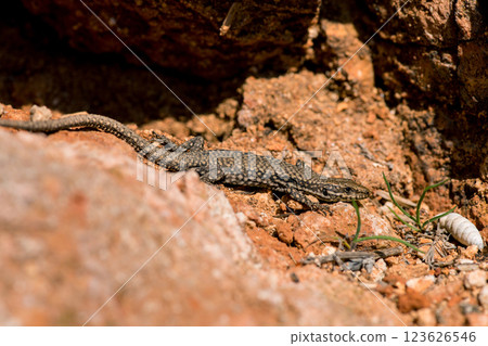 A moralis lizard sunbathing on the rocks. Selective focus. Copy space. 123626546