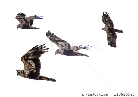 飛翔的 Chuhi 的剪貼畫 123626585