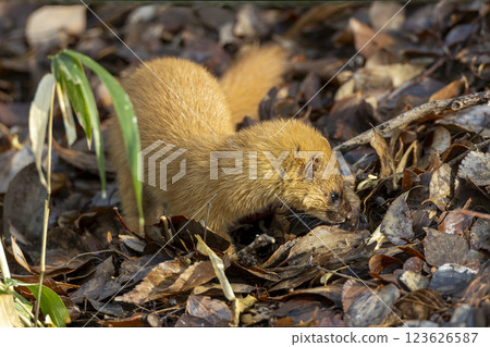 一隻黃鼠狼從灌木叢中冒出來 一隻黃鼠狼從灌木叢中冒出來 123626587