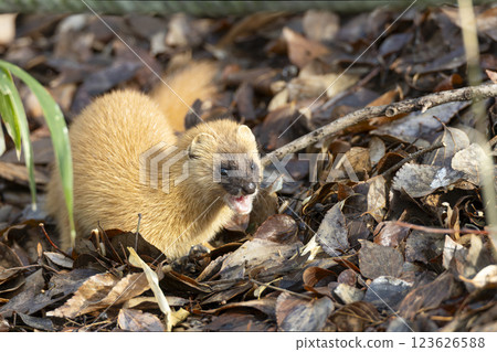 一隻黃鼠狼從灌木叢中冒出來 一隻黃鼠狼從灌木叢中冒出來 123626588