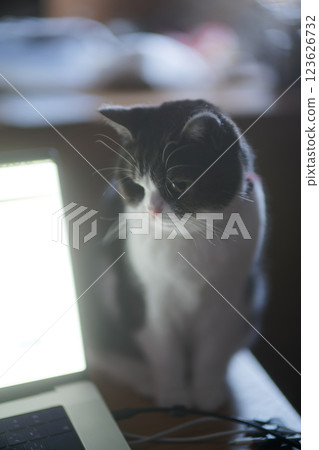貓看著電腦螢幕 123626732