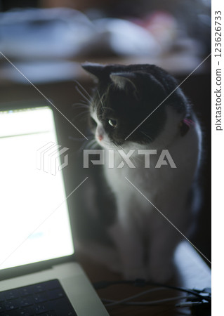 Cat looking at computer screen 123626733