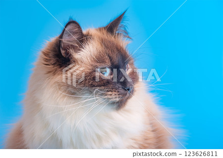 Siberian cat breed color point on a blue background. Pet, cat with blue eyes. Siberian cat breed color point on a blue background. Pet, cat with blue eyes. 123626811
