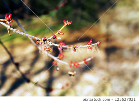 Close-up of the red flower buds of a sugar maple, Acer saccharinum, in a park in early spring Close-up of the red flower buds of a sugar maple, Acer saccharinum, in a park in early spring 123627021