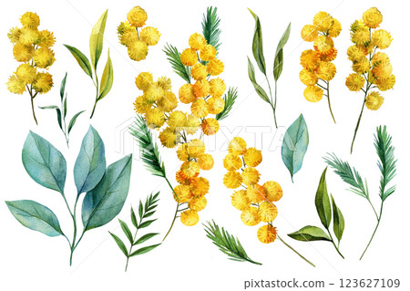 watercolor set mimosa flowers green leaves, painted botanical illustration isolated, floral collection design decoration 123627109