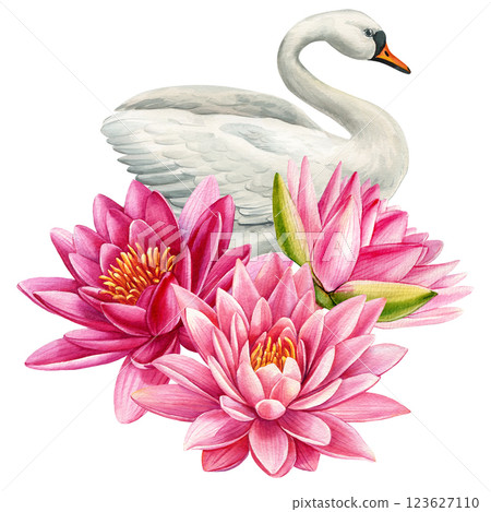 White swan with blooming pink water lilies, watercolor painting. Elegant nature art design. Water lilies and birds 123627110