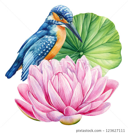 lilies and blue bird. kingfisher and pink lotus flowers on a pond, watercolor illustration. Elegant nature art design lilies and blue bird. kingfisher and pink lotus flowers on a pond, watercolor illustration. Elegant nature art design 123627111