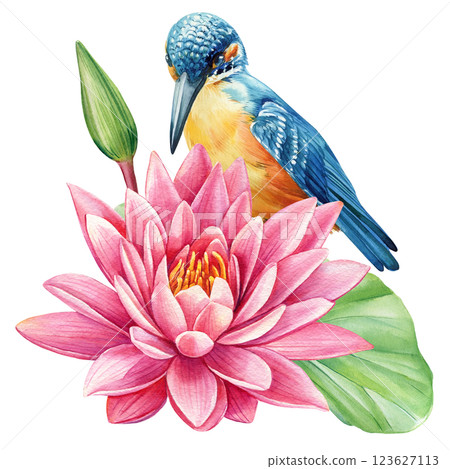 kingfisher bird on lotus leaf with pink water lily, watercolor lilies and blue bird illustration. Elegant nature design 123627113