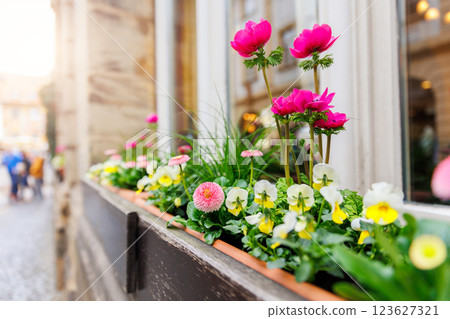 Flower pot pink anemone on window Bamberg old city center street ancient building house medieval facade design. Bayer traditional German architecture urban cityscape European landmark sunny day rain 123627321