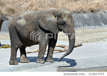 Elephants kept in zoos Elephants kept in zoos 123627455