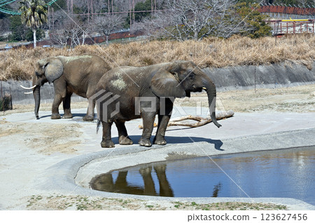 Elephants kept in zoos 123627456