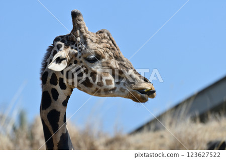 Giraffe that bends the neck Giraffe that bends the neck 123627522