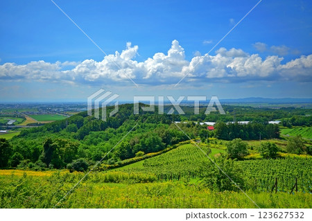 Panorama of the vineyards of Mikasa City, Hokkaido and the vast Sorachi Plain Panorama of the vineyards of Mikasa City, Hokkaido and the vast Sorachi Plain 123627532