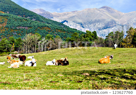 Group of cows grazing in the green fields of Ribes and Freser in Girona, Spain Group of cows grazing in the green fields of Ribes and Freser in Girona, Spain 123627760