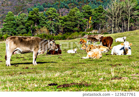 Group of cows grazing in the green fields of Ribes and Freser in Girona, Spain Group of cows grazing in the green fields of Ribes and Freser in Girona, Spain 123627761