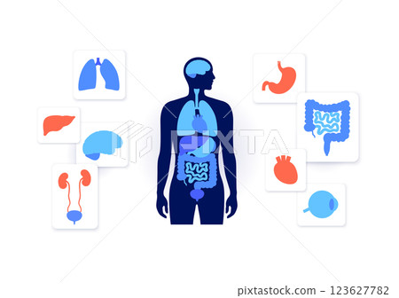 Human internal organs Human internal organs 123627782