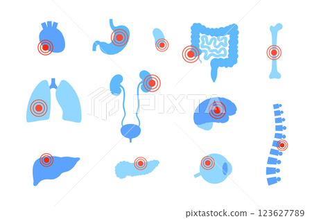 Human internal organs 123627789