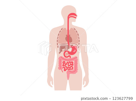 Human internal organs Human internal organs 123627799