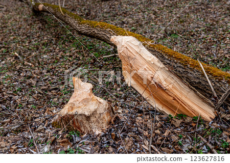 beaver-chewed tree trunks in the forest next to a stream. beaver-chewed tree trunks in the forest next to a stream. 123627816