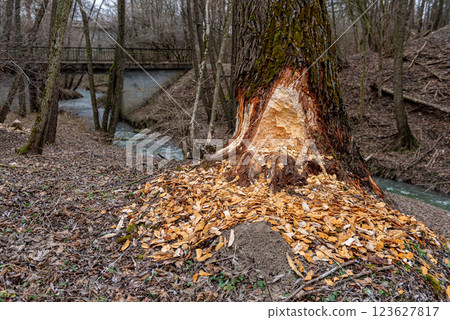 beaver-chewed tree trunks in the forest next to a stream. beaver-chewed tree trunks in the forest next to a stream. 123627817